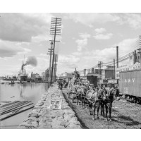 Mule Teams on the Levee, c1903